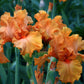 Orange King Bearded Iris Quart Container
