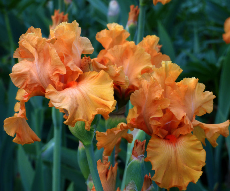 Orange King Bearded Iris Quart Container-zoom-