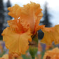 Orange King Bearded Iris Quart Container