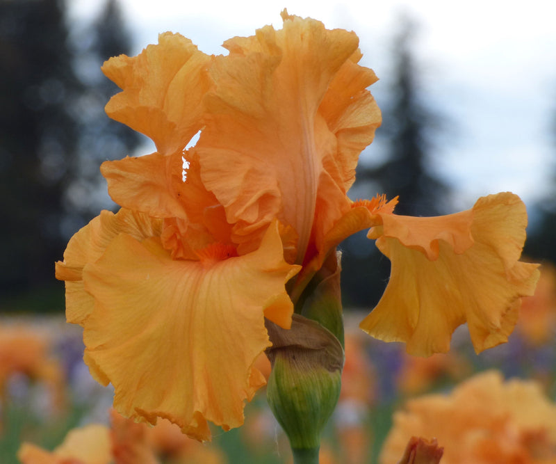 Orange King Bearded Iris Quart Container-zoom-