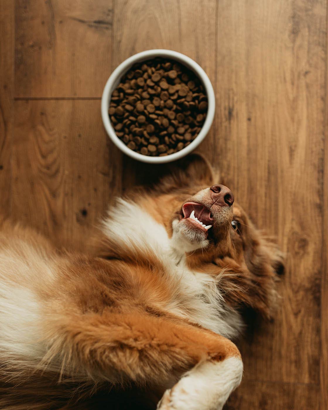 Farm Dog Bowl-zoom-2