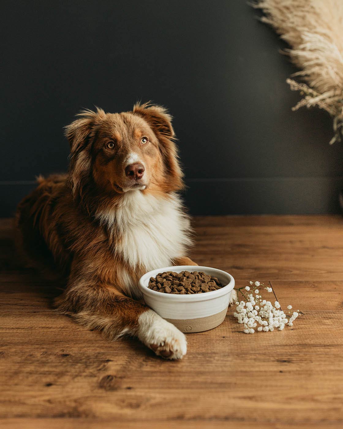 Farm Dog Bowl-6
