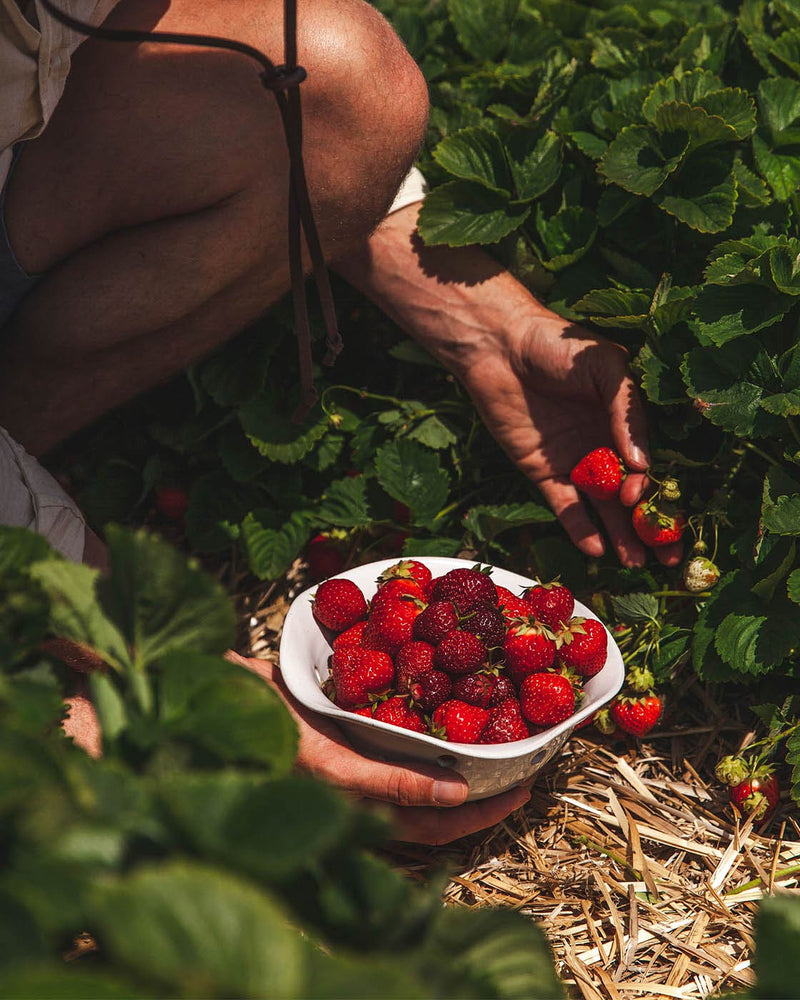 Windrow Berry Bowl-zoom-