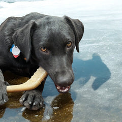 Hockey Stick Nylon Dog Chew Toy - Aware House