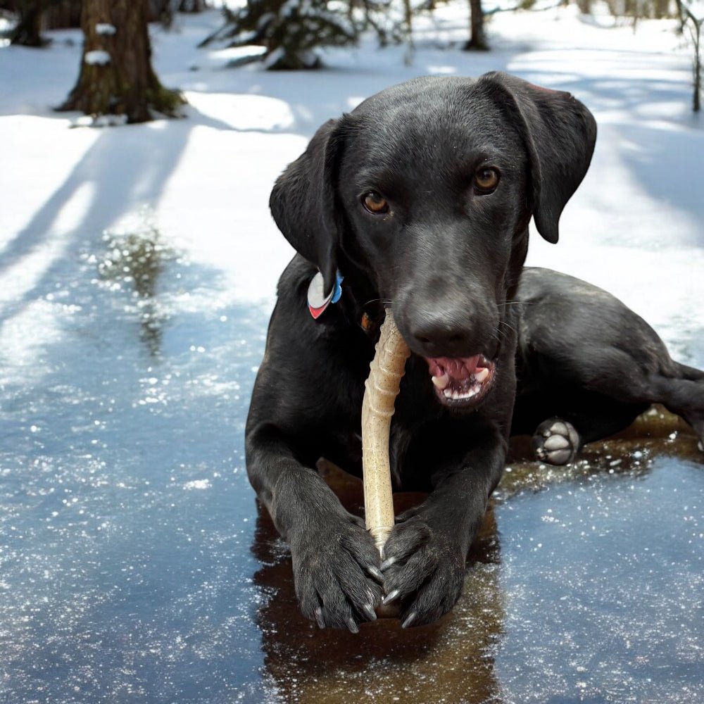 Hockey Stick Nylon Dog Chew Toy - Aware House