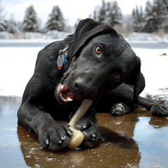 Hockey Stick Nylon Dog Chew Toy - Aware House