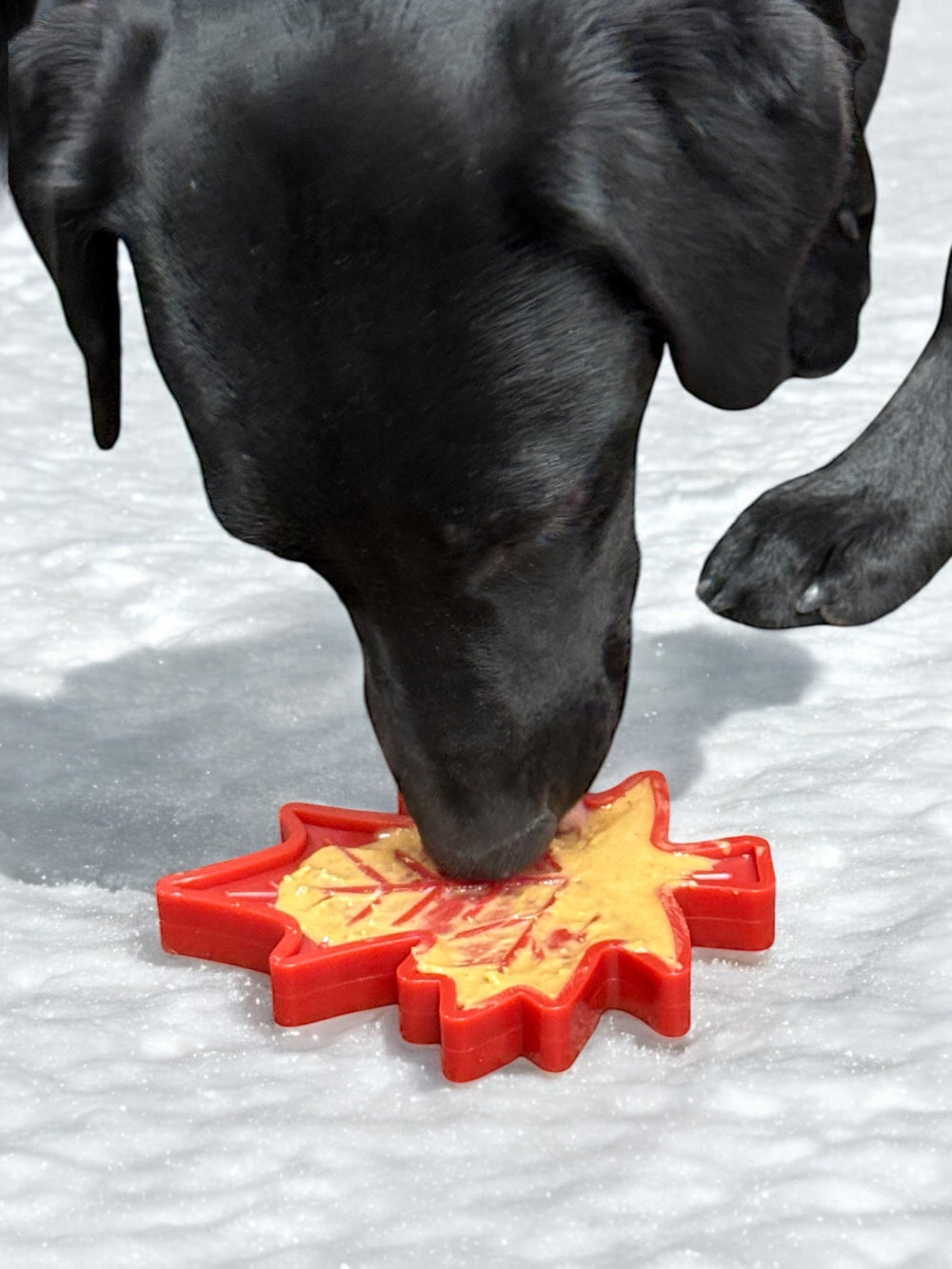 Canadian Maple Leaf Nylon Dog Chew Toy - Indestructible & USA Made-7