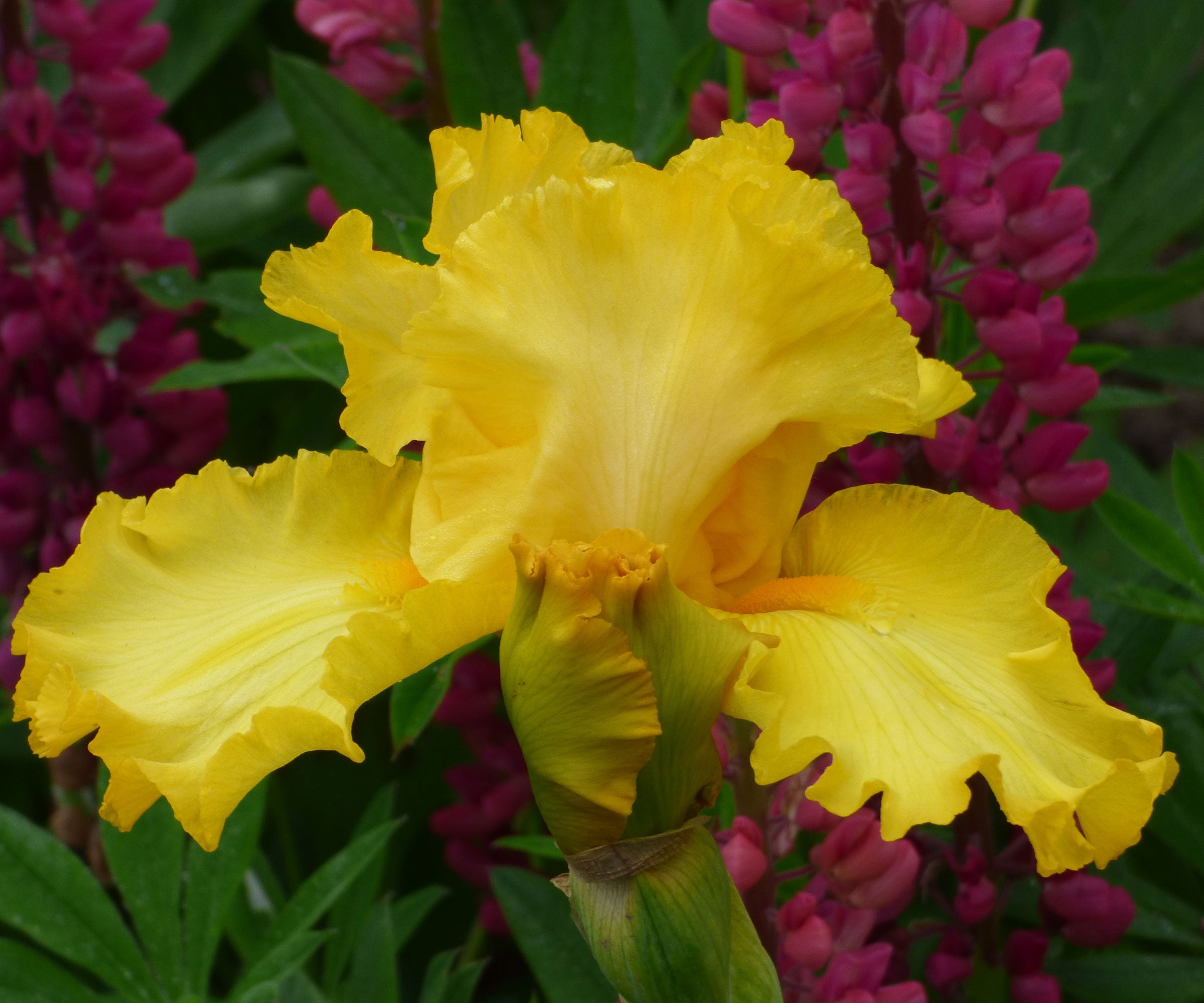 Picasso Moon Bearded Iris Quart Container