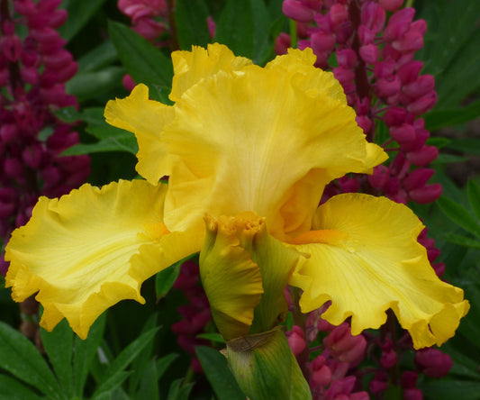 Picasso Moon Bearded Iris Quart Container