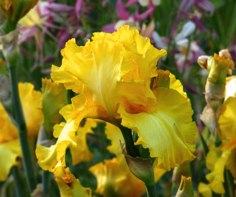 Picasso Moon Bearded Iris Quart Container-zoom-