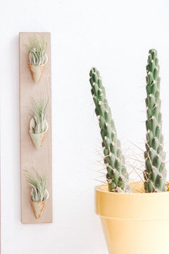 Triple Ceramic Wall Planter - Aware House