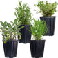 Herbs de Provence Plant Collection, 4 Quart Pots - Rosemary, Lavender, Thyme, Sage
