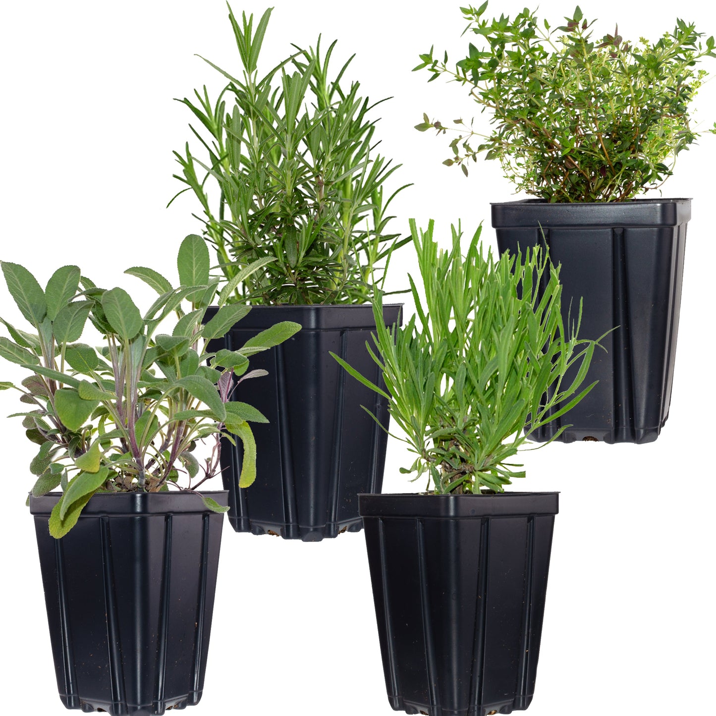 Herbs de Provence Plant Collection, 4 Quart Pots - Rosemary, Lavender, Thyme, Sage