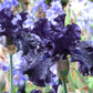Raven Girl Black Iris Potted Quart Pot
