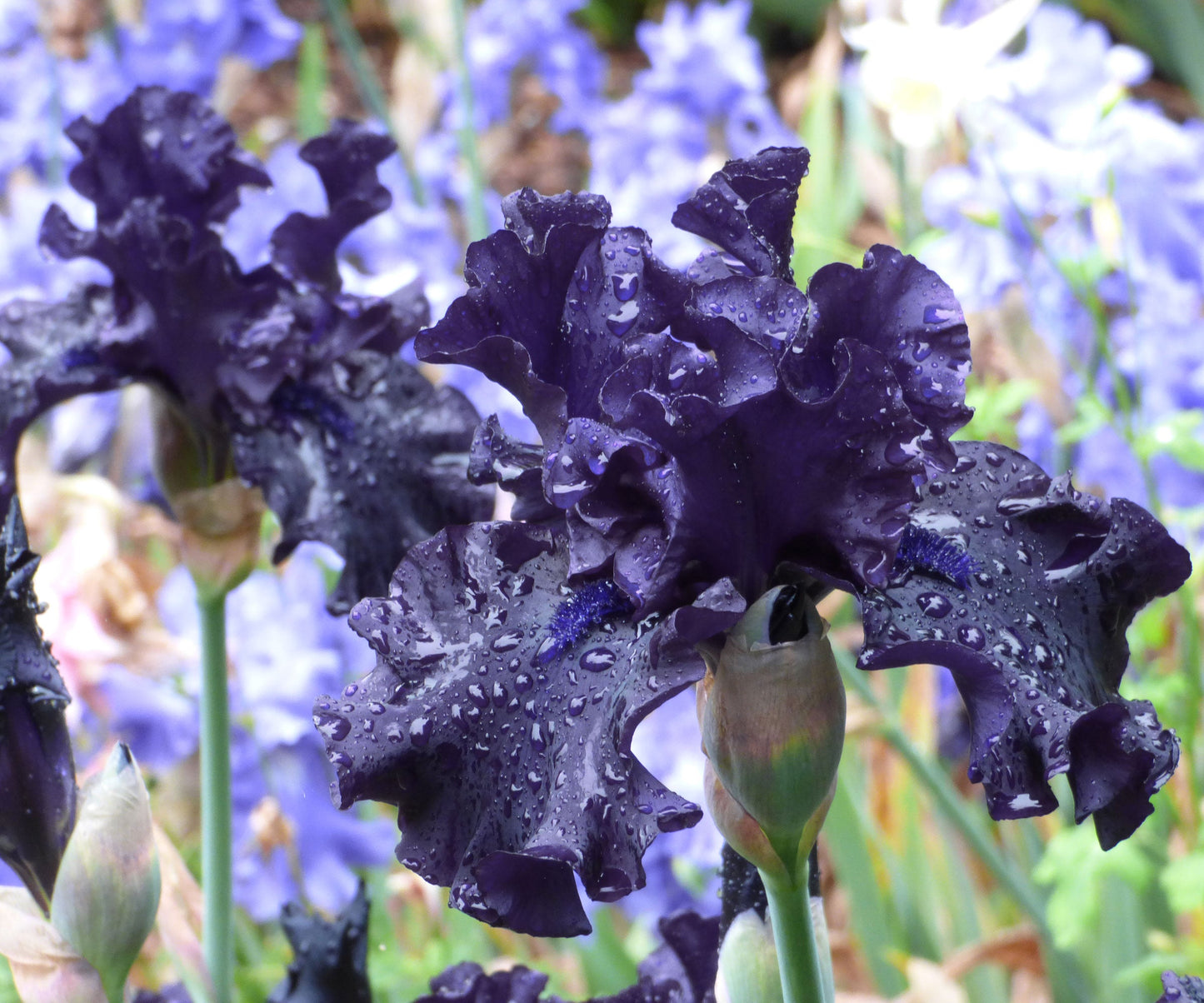 Raven Girl Black Iris Potted Quart Pot