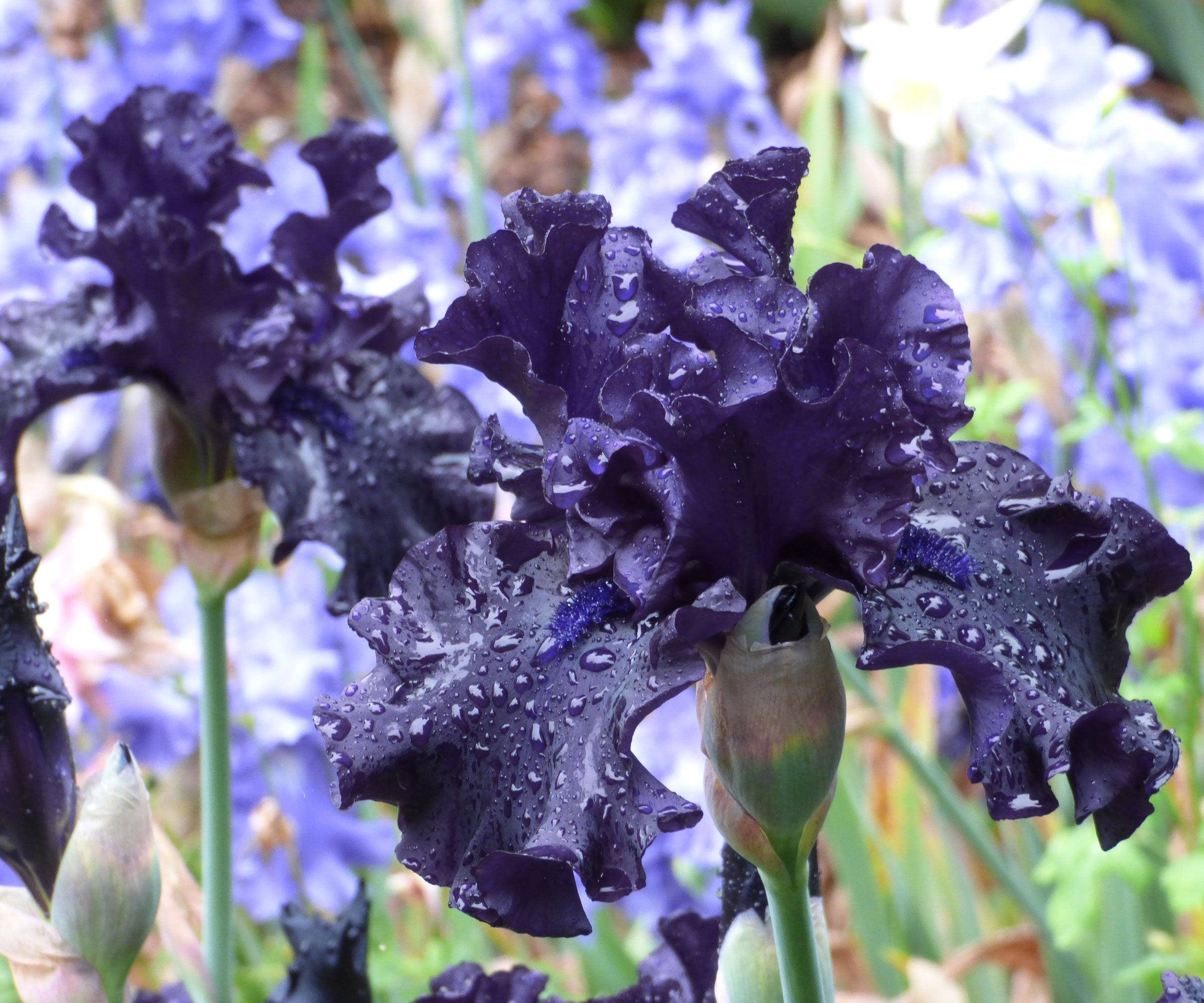 Raven Girl Black Iris Potted Quart Pot-zoom-5