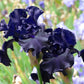 Raven Girl Black Iris Potted Quart Pot