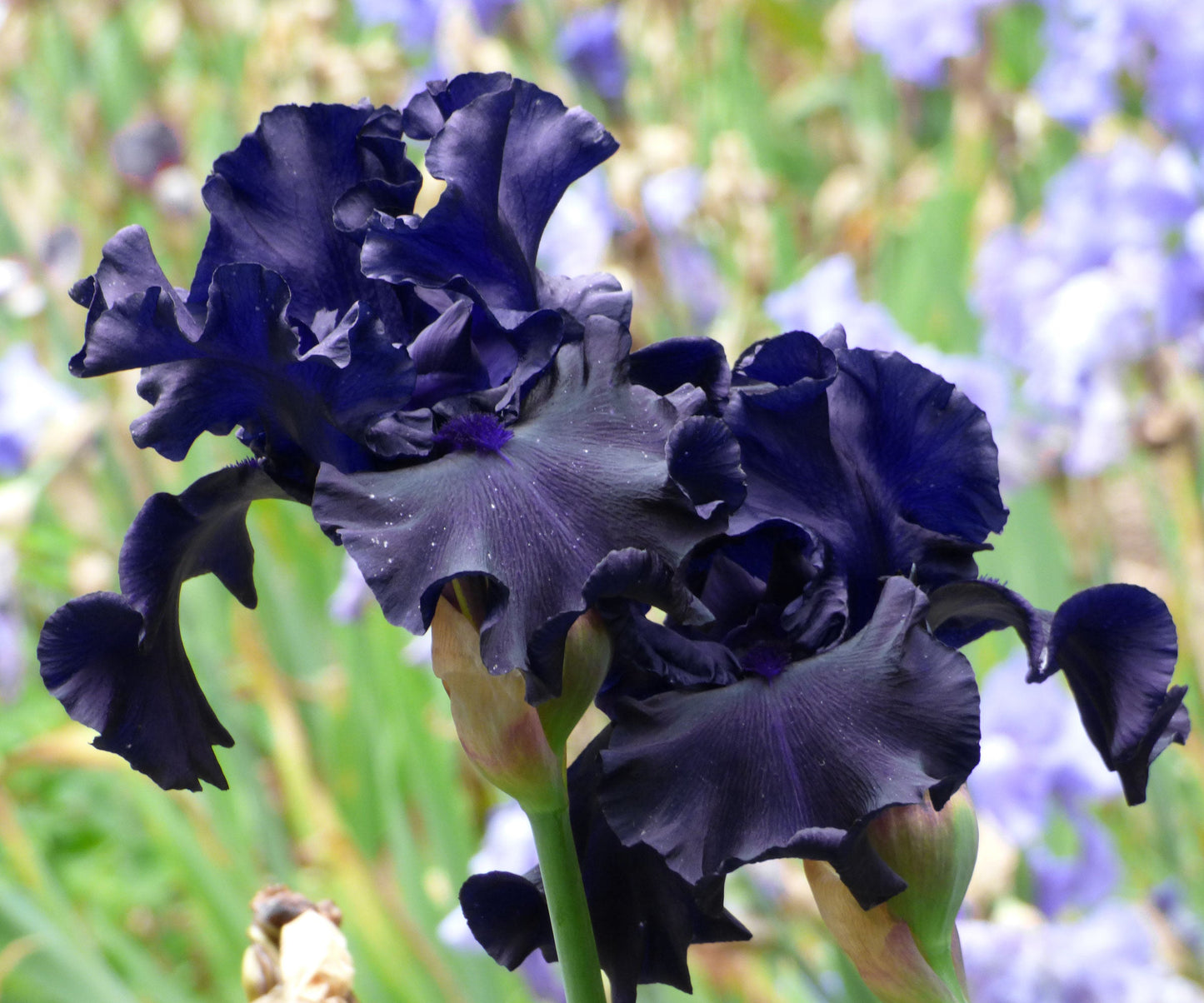 Raven Girl Black Iris Potted Quart Pot