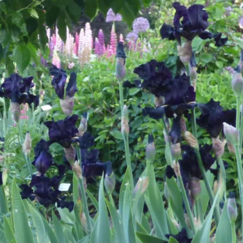 Senor Jinx Black Iris Potted Quart Pot-zoom-