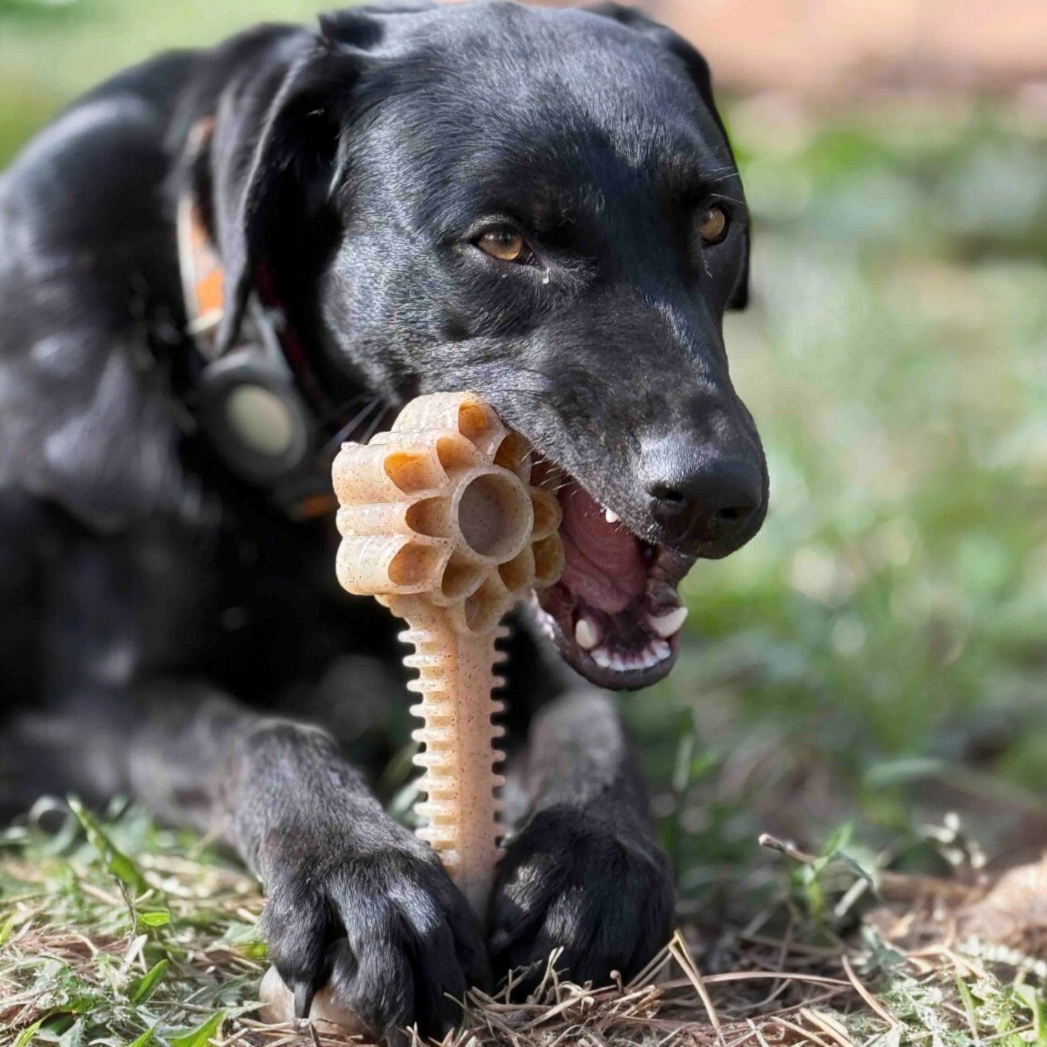 Honey Bone Dental Flower Tower Nylon Dog Chew Toy XL-zoom-2
