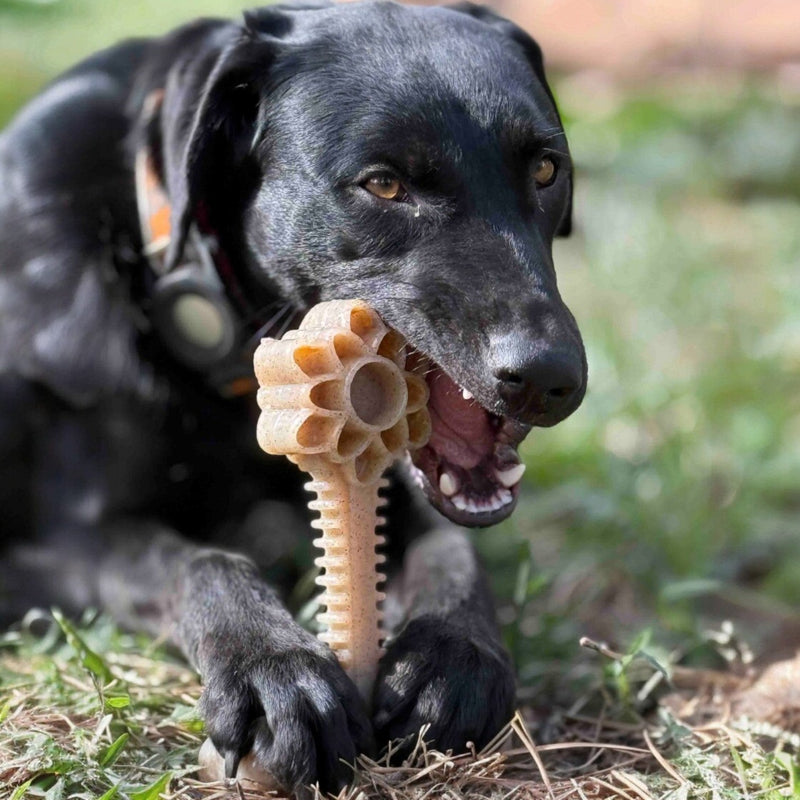 Honey Bone Dental Flower Tower Nylon Dog Chew Toy XL-zoom-