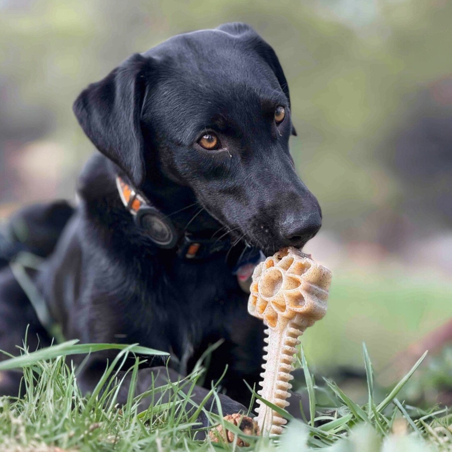 Honey Bone Dental Flower Tower Nylon Dog Chew Toy XL-zoom-7