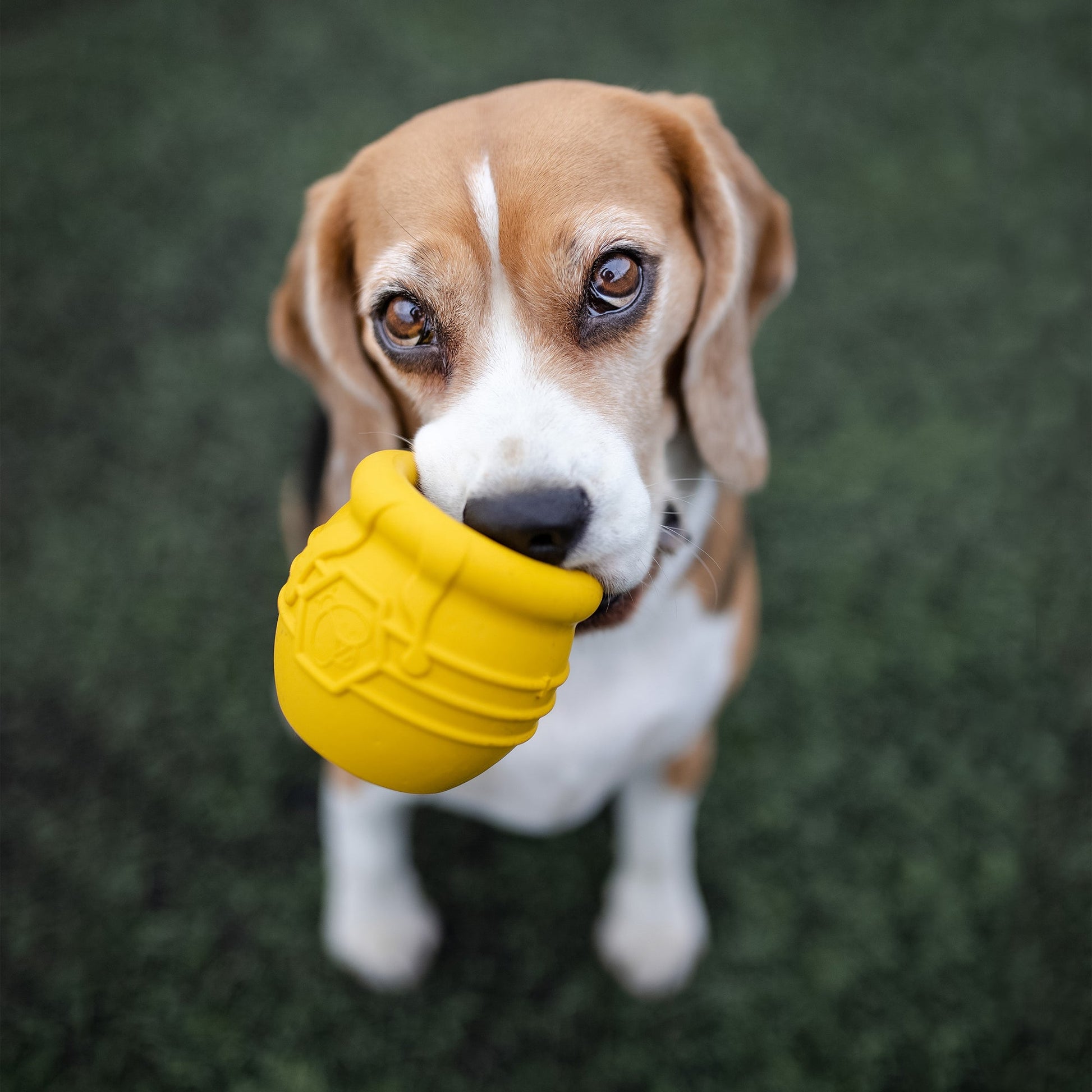 Honey Pot Dog eCup Treat Dispenser-18