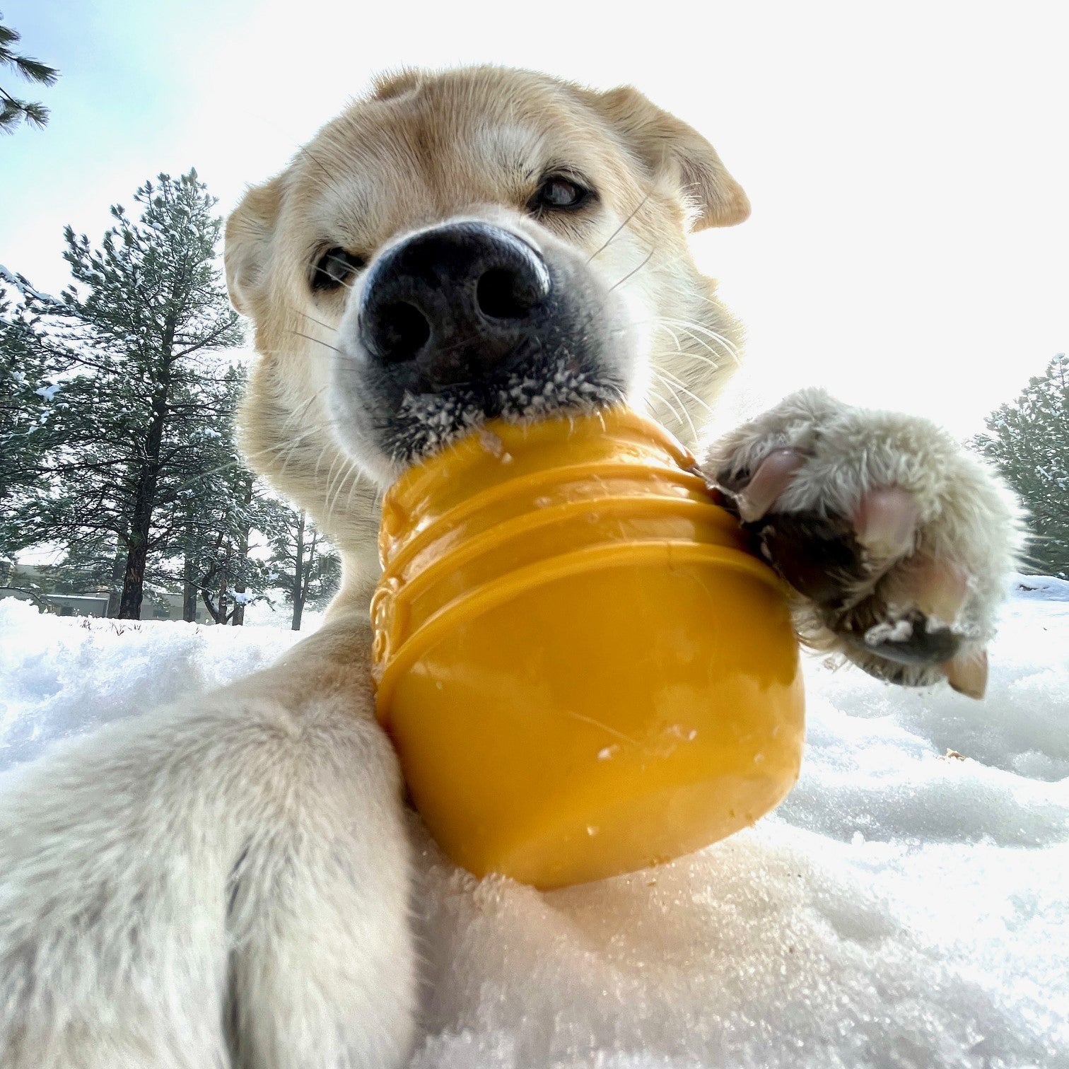 Honey Pot Dog eCup Treat Dispenser-3