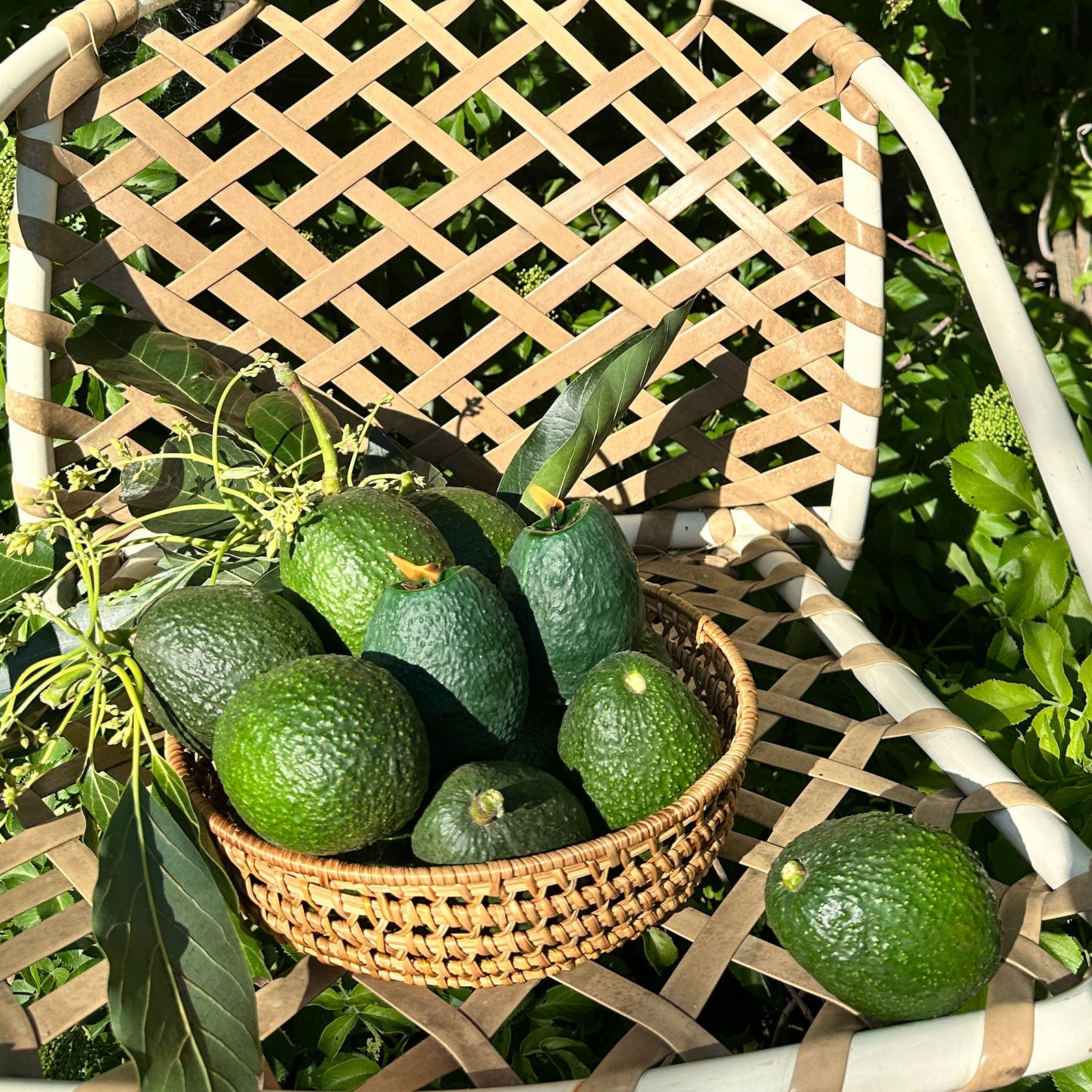 Large Avocado Candle-6