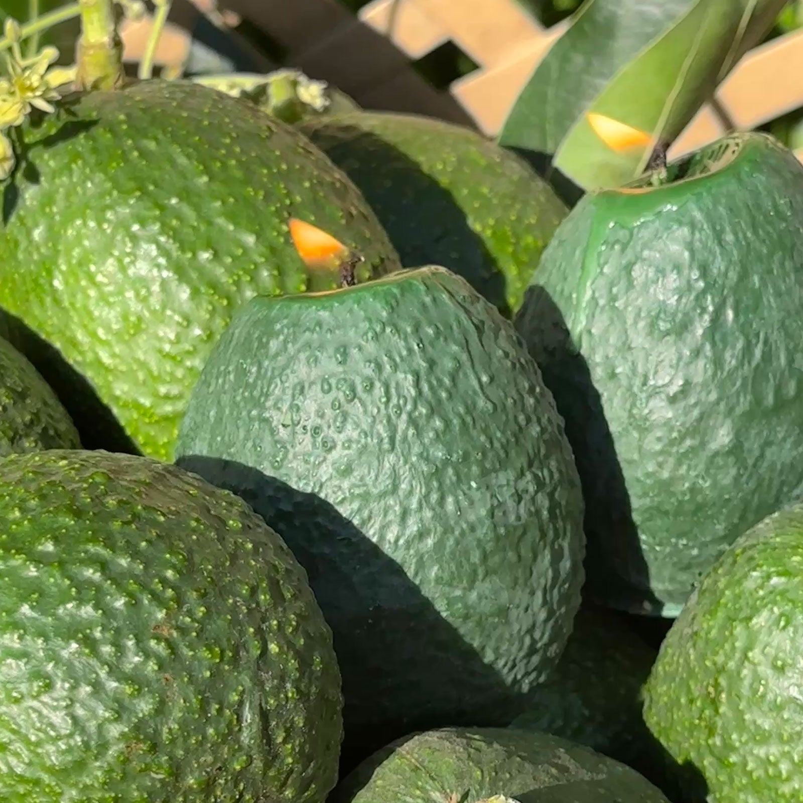 Large Avocado Candle-zoom-2
