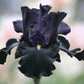 Senor Jinx Black Iris Potted Quart Pot
