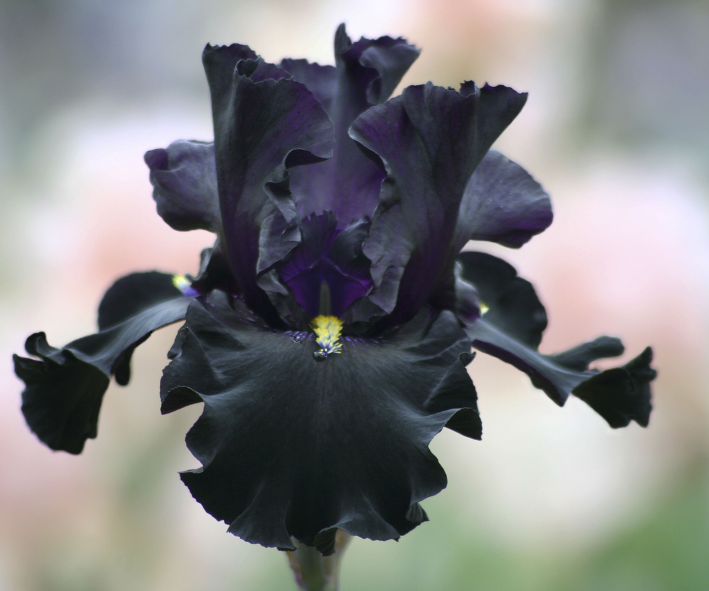 Senor Jinx Black Iris Potted Quart Pot