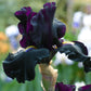 Senor Jinx Black Iris Potted Quart Pot