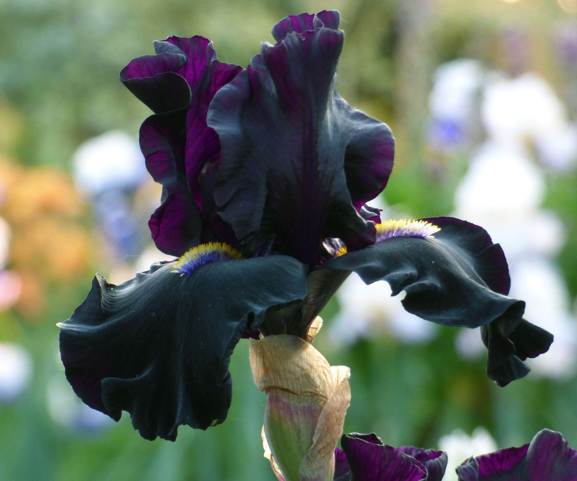 iris potted plant Senor Jinx Black Iris Potted Quart Pot