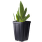 Senor Jinx Black Iris Potted Quart Pot
