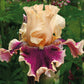 Skirting The Issue Bearded Iris Potted Quart Pots