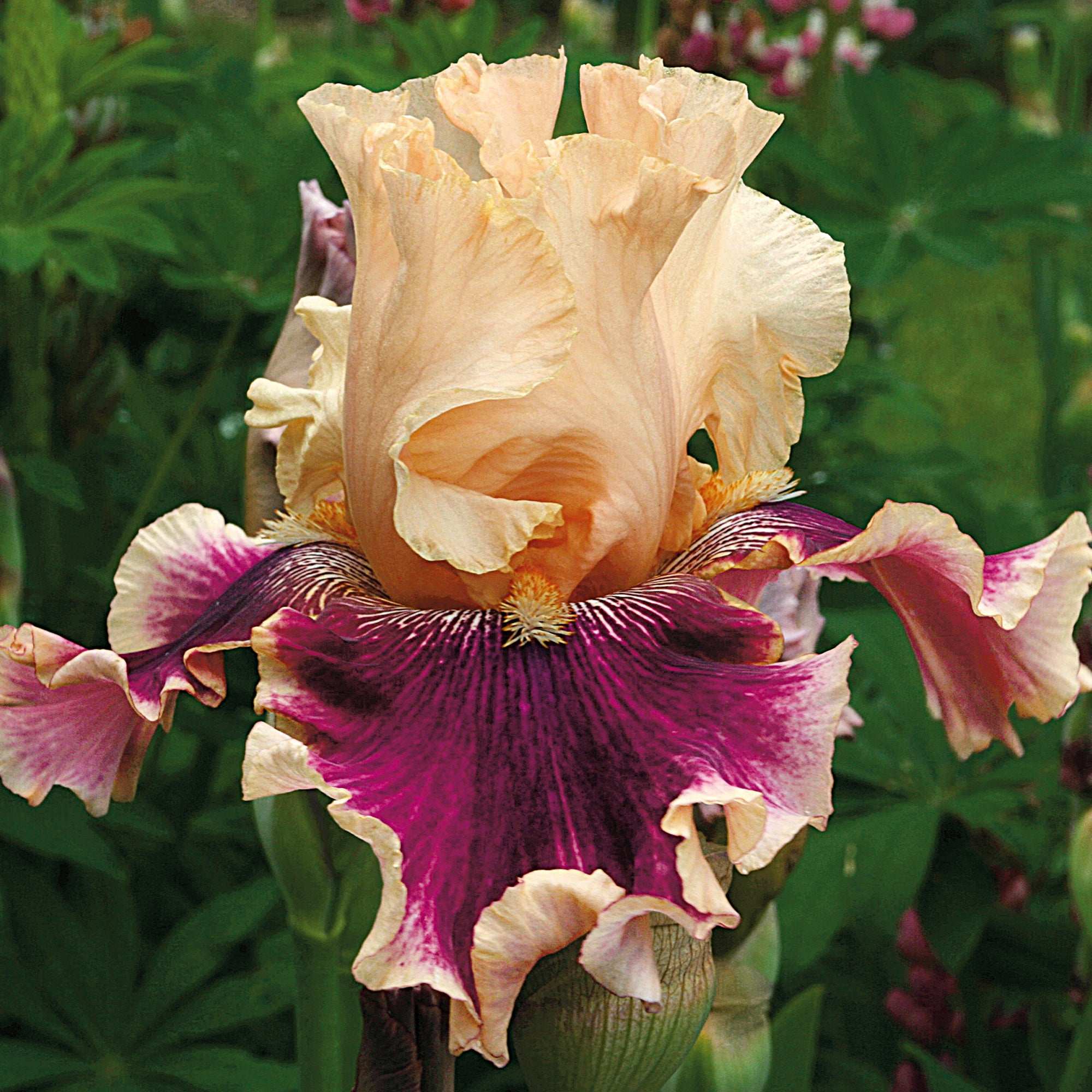 Skirting The Issue Bearded Iris Potted Quart Pots-zoom-1