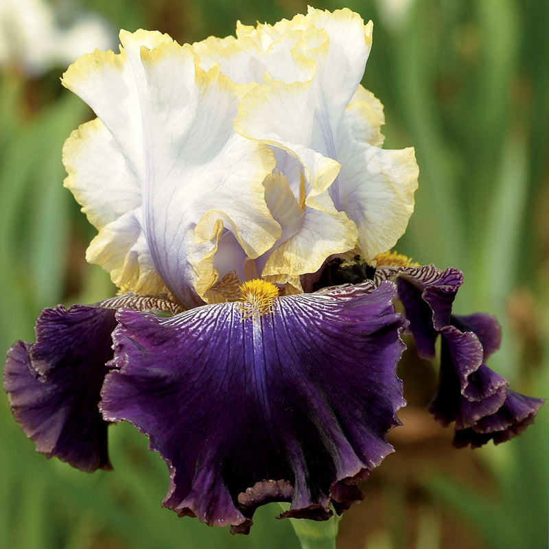 Slovak Prince Fragrant Bearded Iris Potted Quart Pot-zoom-