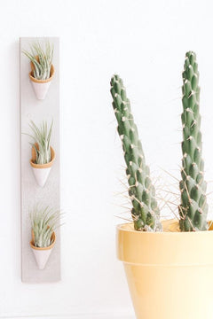 Triple Ceramic Wall Planter - Aware House