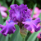 Swingtown Fragrant Bearded Iris Quart Container