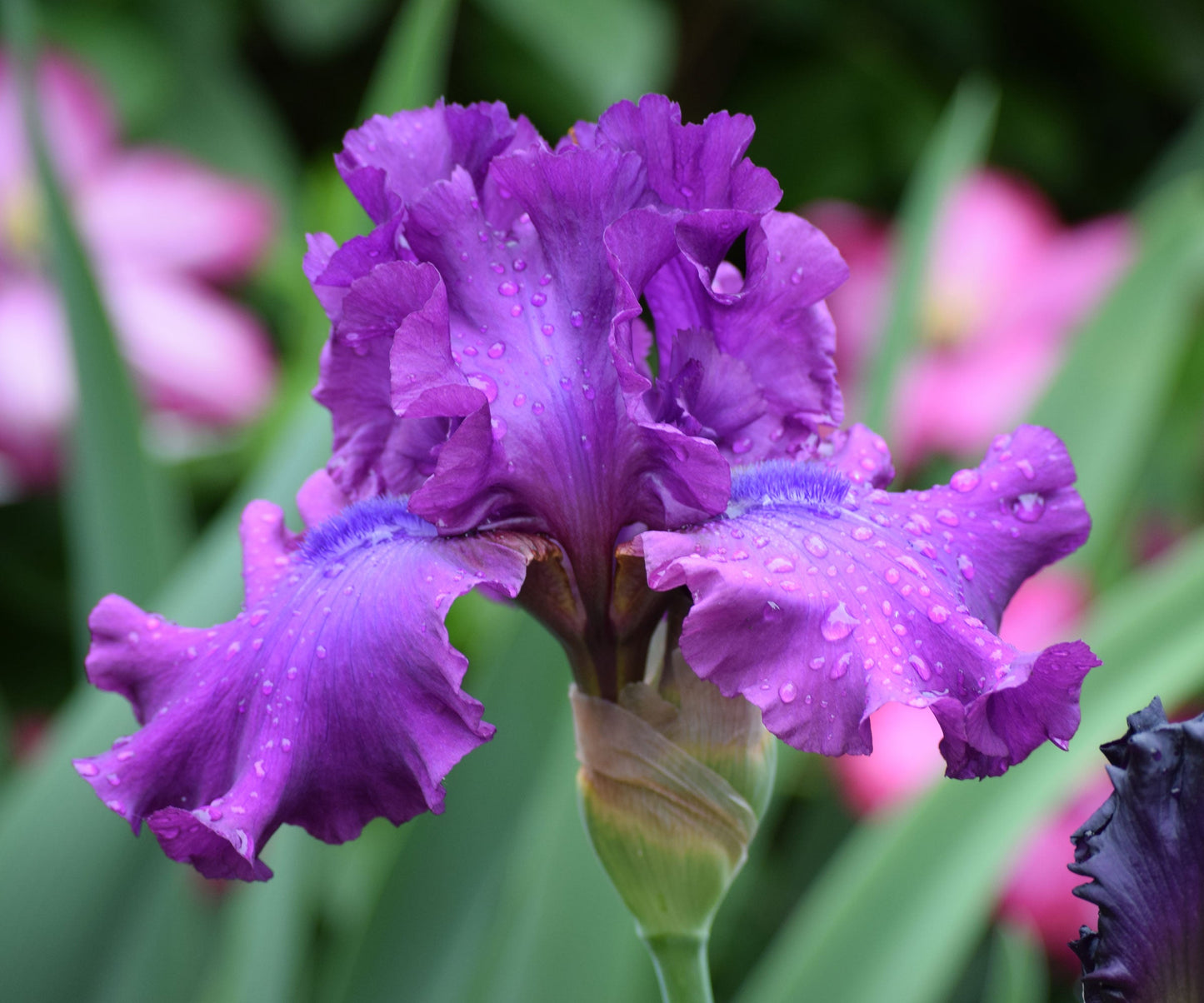 Swingtown Fragrant Bearded Iris Quart Container