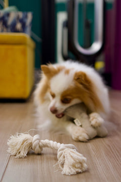 Natural Dog Toy Bundle | Hemp & Organic Cotton Toys for Cuddle, Fetch & Tug - Aware House