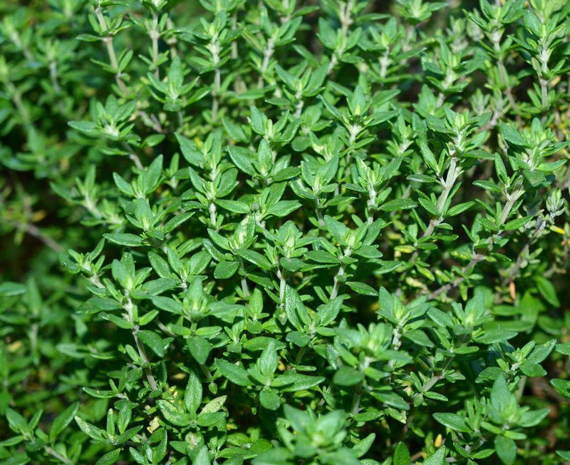 Thyme-zoom-
