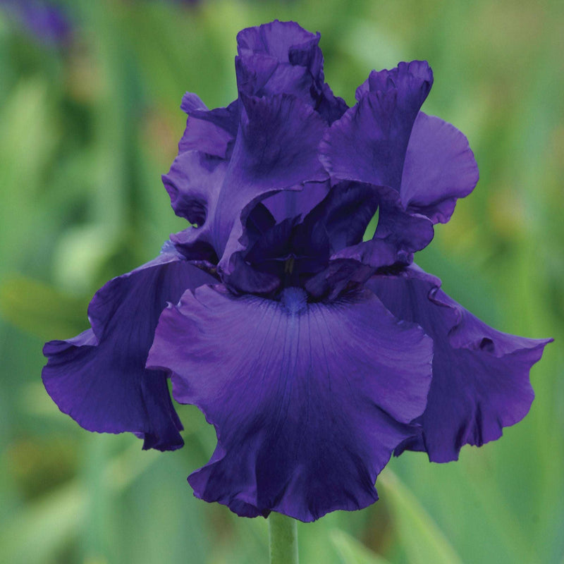 Titans Glory Bearded Iris Potted Quart Pot-zoom-