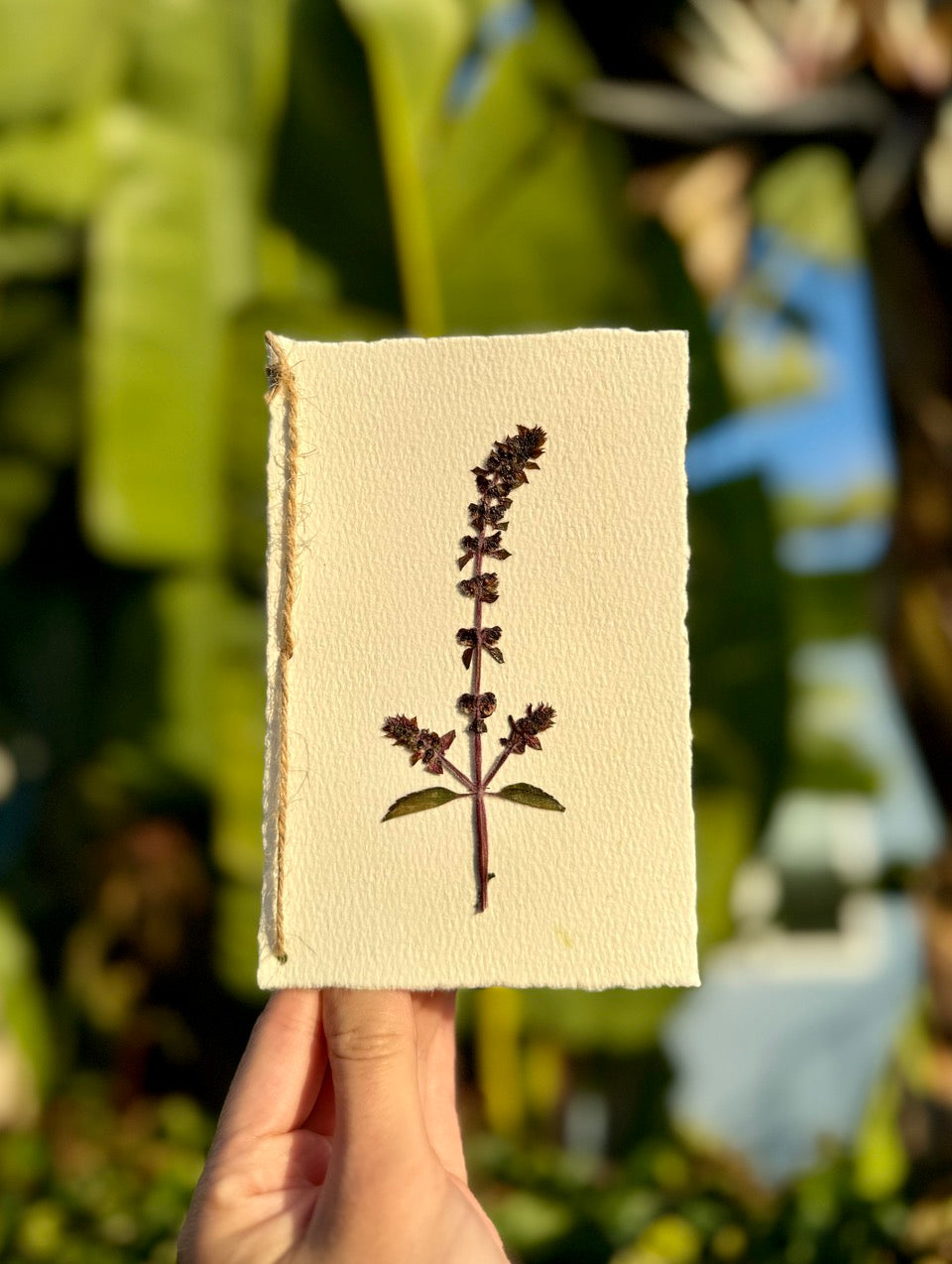 Hardten's Garden Pressed Flower Cards + Seeds