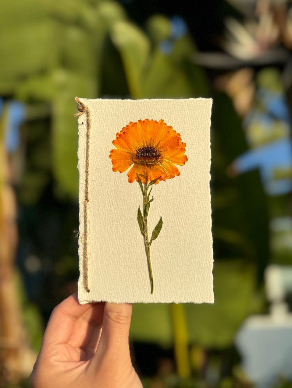 cards with flower seeds Hardten's Garden Pressed Flower Card + Seeds