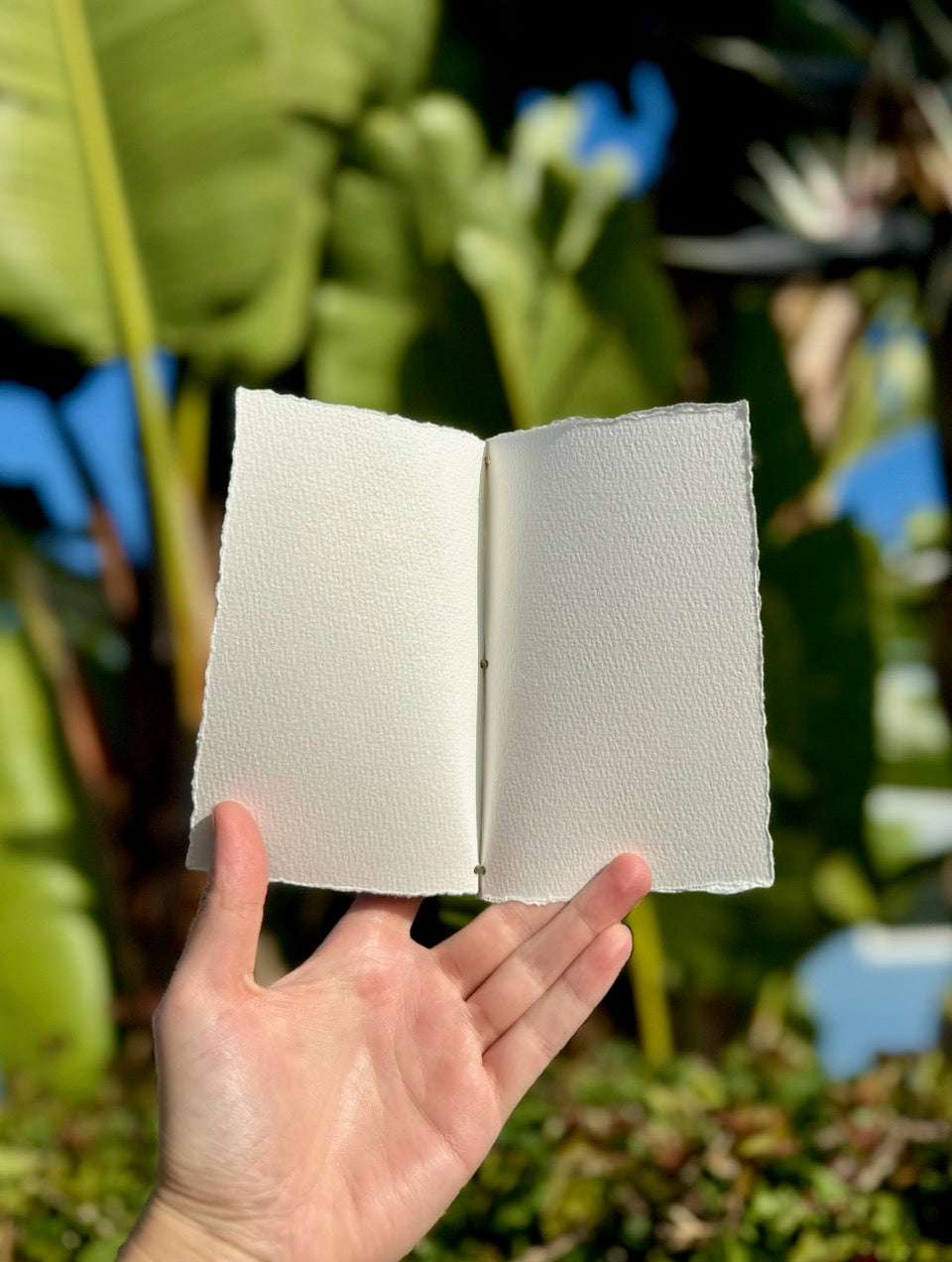 Hardten's Garden Pressed Flower Cards + Seeds