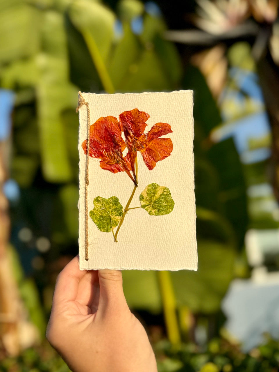 cards with flower seeds Hardten's Garden Pressed Flower Card + Seeds