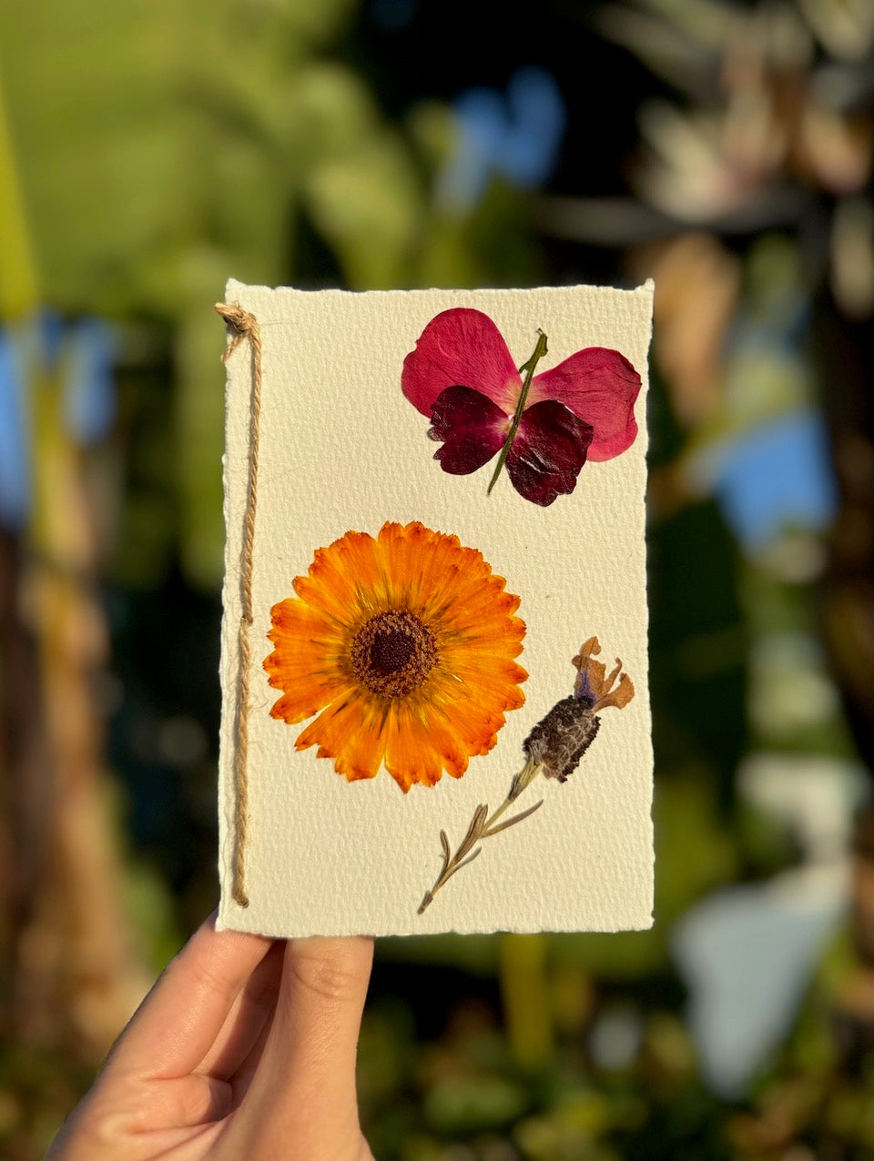 cards with flower seeds in them Hardten's Garden Pressed Flower Card + Seeds