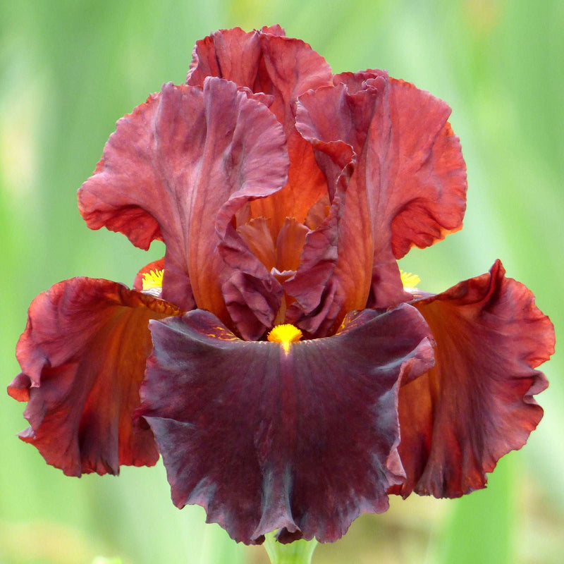 Valentino Fragrant Bearded Iris Potted Quart Pot-zoom-